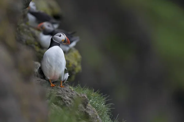 Cute Puffins Natural Habitat Blurred Background — Stock Photo, Image