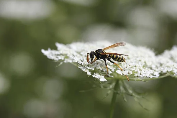 Wasp Ayrıntılı Makro Görünümü Vurdu — Stok fotoğraf