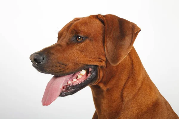 Родезійськими Ріджбек Собака Чоловіки Портрет Німеччина Європа — стокове фото
