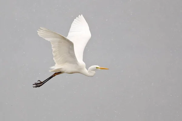 Great Egret Volando Través Nieve Cayendo — Foto de Stock