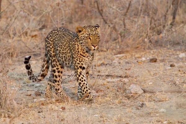 Majestuoso Leopardo Peludo Naturaleza Salvaje — Foto de Stock