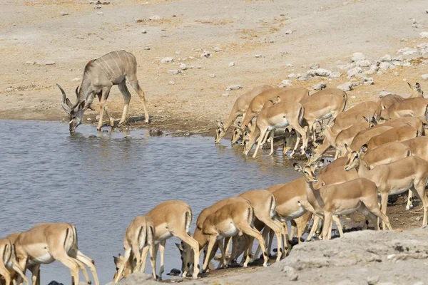 Schwarzgesichtige Impala Natürlichen Lebensraum — Stockfoto