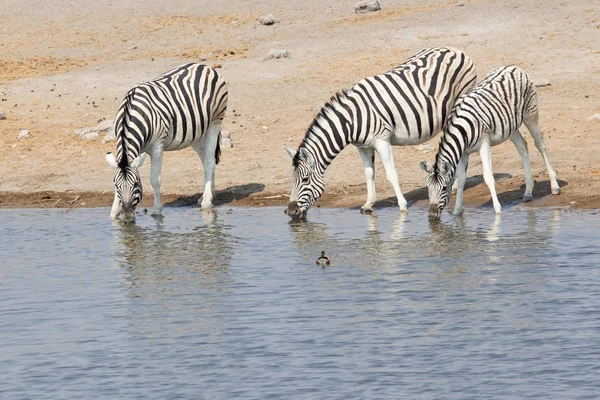 Sulama Place Yakınındaki Vahşi Zebras Doğal Görünümü — Stok fotoğraf