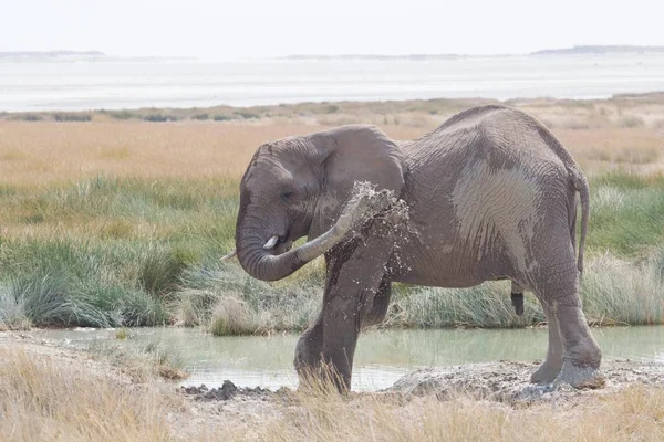 large and cute elephant in natural habitat at savanna