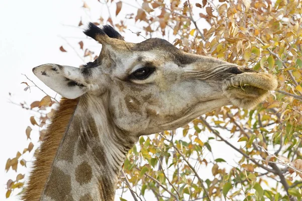 Nahaufnahme Lustiger Giraffenfütterung Freier Natur — Stockfoto