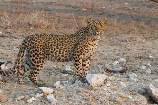 Majestic Furry Leopard Wild Nature — Stock Photo, Image