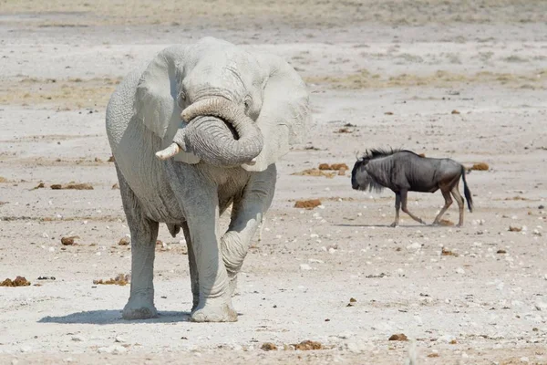 Großer Und Niedlicher Elefant Und Bulle Natürlichem Lebensraum Der Savanne — Stockfoto