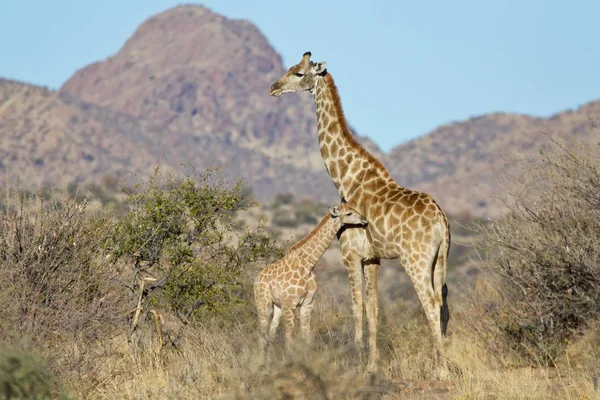 Vue Panoramique Girafes Majestueuses Dans Nature Sauvage — Photo