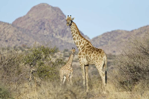 Piękny Widok Majestatyczny Żyrafy Dzikiej Przyrody — Zdjęcie stockowe