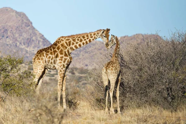 Scenic View Majestic Giraffes Wild Nature — Stock Photo, Image