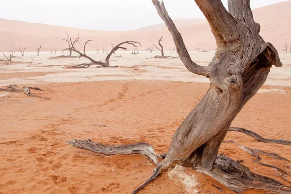 Paisaje Del Desierto Con Árboles Muertos Deadvlei Sossusvlei Namib Naukluft — Foto de Stock