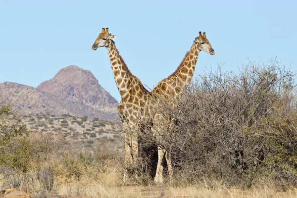 Живописный Вид Величественных Жирафов Дикой Природе — стоковое фото