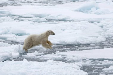 majestic furry polar bear in natural habitat, Kvitya, Svalbard Archipelago, Jan Mayen, Norway, Europe clipart