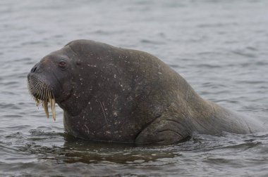 beautiful walrus in natural habitat, Phippsya, Sjuyane, Svalbard Archipelago, Svalbard and Jan Mayen, Norway, Europe clipart