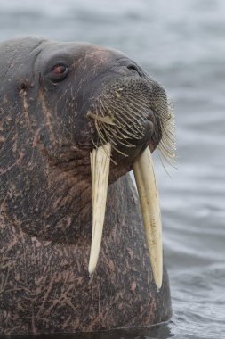 beautiful walrus in natural habitat, Phippsya, Sjuyane, Svalbard Archipelago, Svalbard and Jan Mayen, Norway, Europe clipart