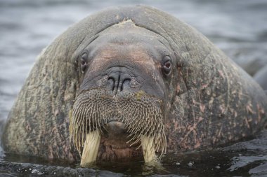 beautiful walrus in natural habitat, Phippsya, Sjuyane, Svalbard Archipelago, Svalbard and Jan Mayen, Norway, Europe clipart