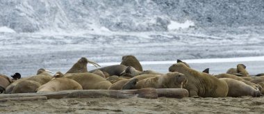 beautiful walruses in natural habitat, Phippsya, Sjuyane, Svalbard Archipelago, Svalbard and Jan Mayen, Norway, Europe clipart