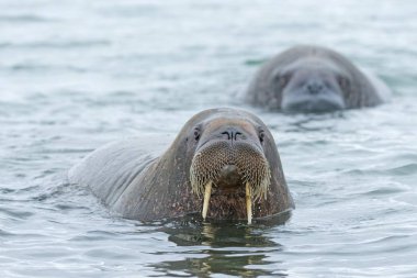beautiful walruses in natural habitat, Phippsya, Sjuyane, Svalbard Archipelago, Svalbard and Jan Mayen, Norway, Europe clipart