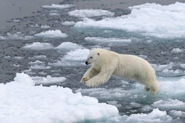 majestic furry polar bear in natural habitat, Kvitya, Svalbard Archipelago, Jan Mayen, Norway, Europe clipart