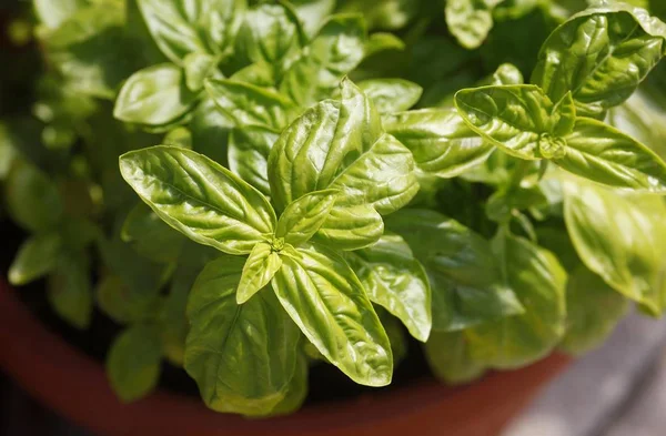 Close Seup View Green Fresh Basil Plant — Stok Foto