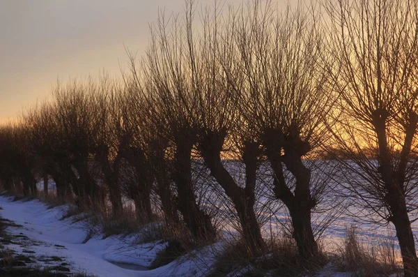 Wiersz Wierzby Salix Zachodzie Słońca Śniegiem Meklemburgia Pomorze Przednie Niemcy — Zdjęcie stockowe