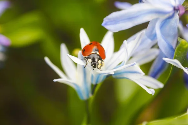 Yedi Spot Ladybird Ayrıntılı Makro Görünümü Vurdu — Stok fotoğraf