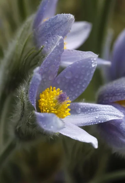 Vista Ravvicinata Fiori Pasquali Pasqueflower — Foto Stock