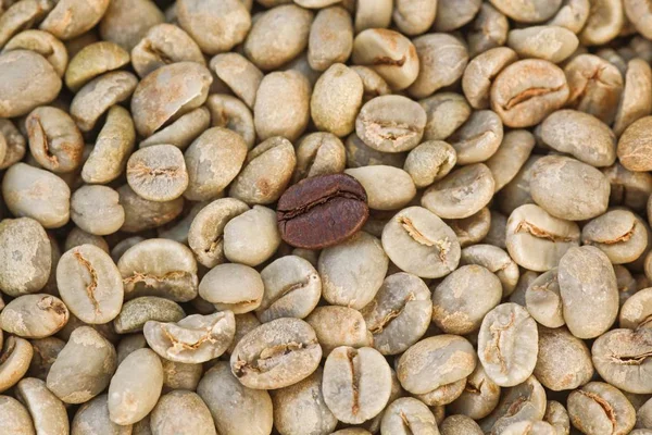 Koffiebonen Geroosterde Niet Geroosterde Close Weergave — Stockfoto