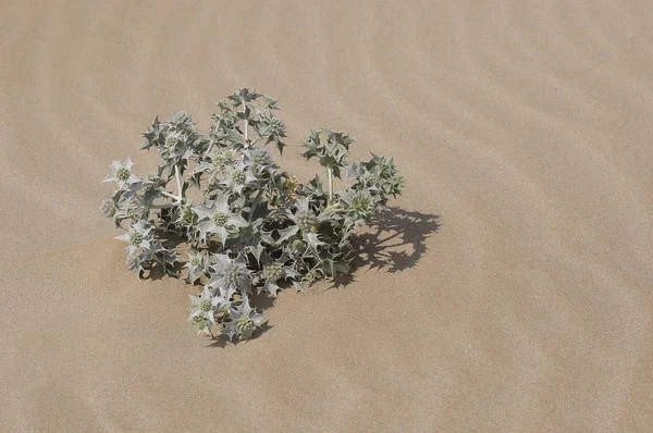 Θέα Closeup Ελαιόπρινος Θάλασσας Eryngium Maritimum — Φωτογραφία Αρχείου