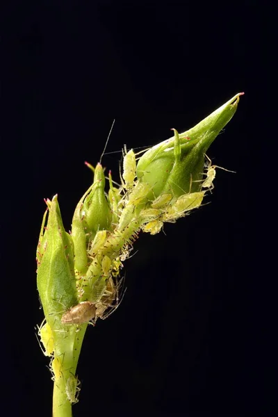 Colonia Grande Plagas Rose Aphids Brote Una Rosa —  Fotos de Stock