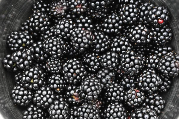 Fresh Blackberries Rubus Sectio Rubus Bowl Germany Europe — Stock Photo, Image