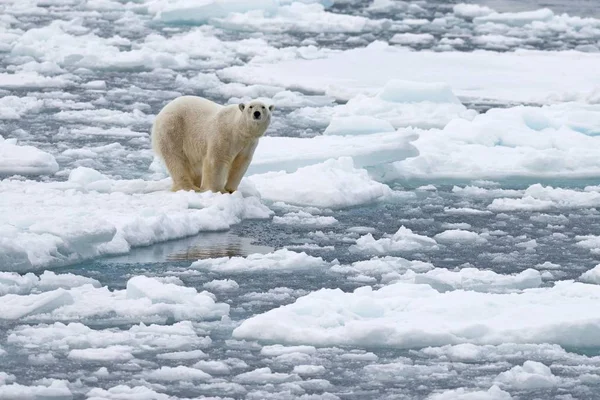 Majestuoso Oso Oso Polar Peludo Hábitat Natural Kvitya Archipiélago Svalbard — Foto de Stock