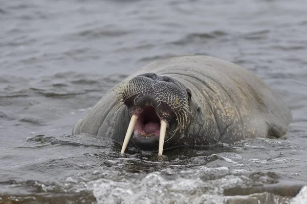 Mooie Walrus Natuurlijke Habitats Phippsya Sjuyane Svalbard Archipel Svalbard Jan — Stockfoto