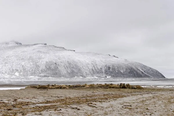 Gran Vaina Morsas Phippsya Sjuyane Archipiélago Svalbard Svalbard Jan Mayen — Foto de Stock