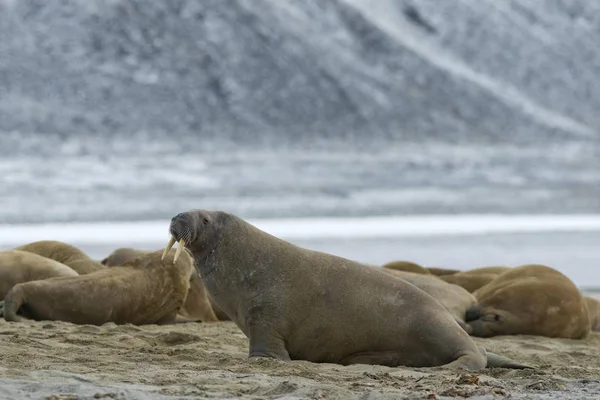 Mooie Walrussen Natuurlijke Habitats Phippsya Sjuyane Svalbard Archipel Svalbard Jan — Stockfoto