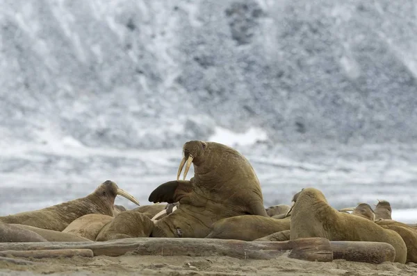 Mooie Walrussen Natuurlijke Habitats Phippsya Sjuyane Svalbard Archipel Svalbard Jan — Stockfoto