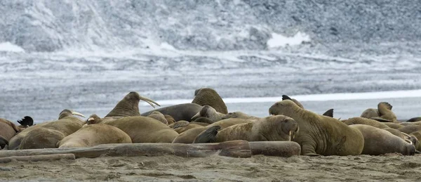 Beaux Morses Dans Habitat Naturel Phippsya Sjuyane Archipel Svalbard Svalbard — Photo