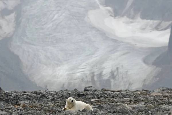 Maestoso Orso Polare Peloso Habitat Naturale Kvitya Arcipelago Delle Svalbard — Foto Stock