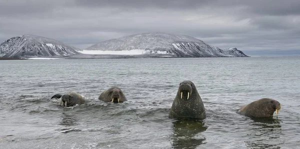 Wunderschöne Walrosse Natürlichem Lebensraum Phippsya Sjuyane Svalbard Archipel Svalbard Und — Stockfoto