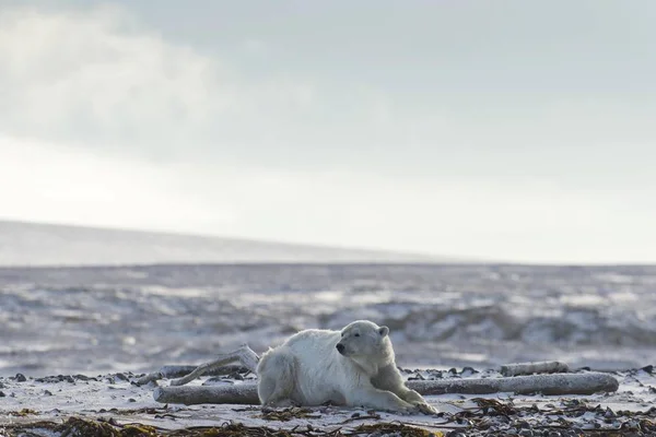 Majestatyczny Furry Niedźwiedź Polarny Naturalnym Środowisku Kvitya Archipelag Svalbard Jan — Zdjęcie stockowe