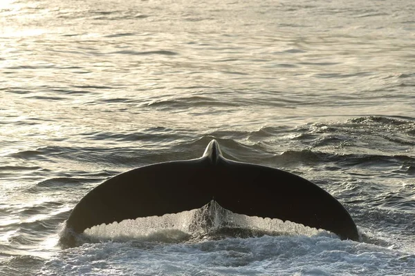 Fluke Nurkowania Humbak Megaptera Novaeangliae Morze Barentsa Nordaustlandet Archipelag Svalbard — Zdjęcie stockowe