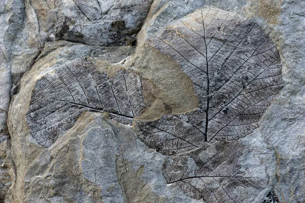 Fossils of deciduous leaves, 35-40 million years old, found on Longyearbreen Glacier, Longyeardalen valley, Spitsbergen Island, Svalbard Archipelago, Svalbard and Jan Mayen, Norway, Europe