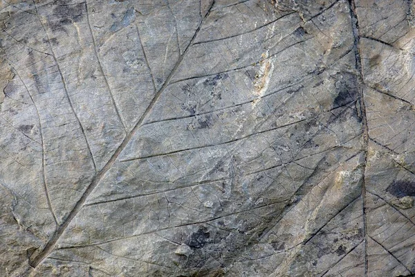 Fossils of deciduous leaves, 35-40 million years old, found on Longyearbreen Glacier, Longyeardalen valley, Spitsbergen Island, Svalbard Archipelago, Svalbard and Jan Mayen, Norway, Europe