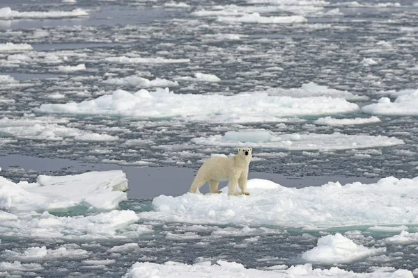 Majestic Furry Polar Bear Natural Habitat Kvitya Svalbard Archipelago Jan — Stock Photo, Image