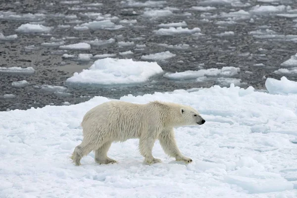 Majestuoso Oso Oso Polar Peludo Hábitat Natural Kvitya Archipiélago Svalbard — Foto de Stock