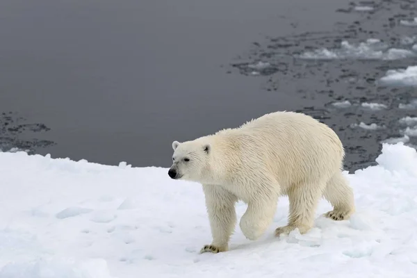 Majestoso Urso Polar Peludo Habitat Natural Kvitya Arquipélago Svalbard Jan — Fotografia de Stock