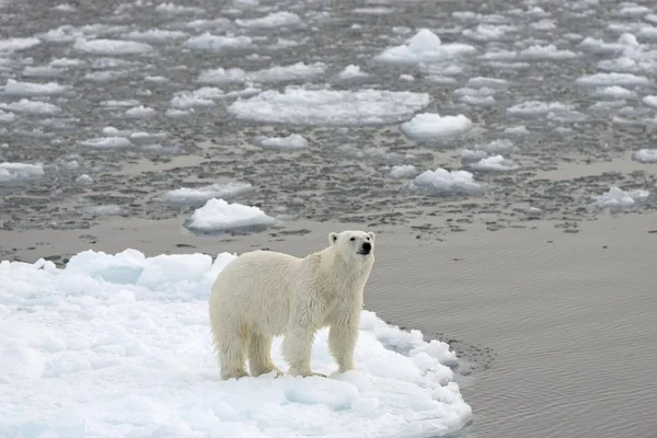 Majestueuze Harige Ijsbeer Natuurlijke Habitats Kvitya Eilandengroep Spitsbergen Jan Mayen — Stockfoto