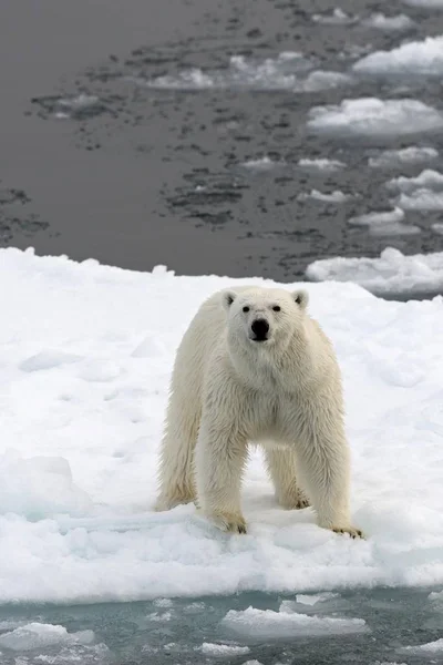 Fenséges Szőrös Jegesmedve Természetes Élőhelyét Kvitya Svalbard Szigetvilág Jan Mayen — Stock Fotó