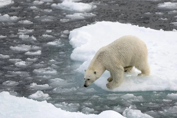 Majestoso Urso Polar Peludo Habitat Natural Kvitya Arquipélago Svalbard Jan — Fotografia de Stock