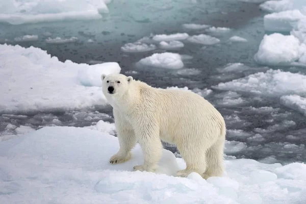 Majestoso Urso Polar Peludo Habitat Natural Kvitya Arquipélago Svalbard Jan — Fotografia de Stock